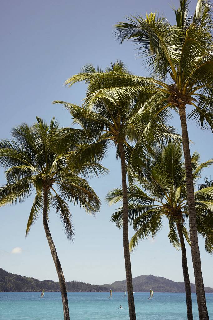 Palms, Hamilton Island